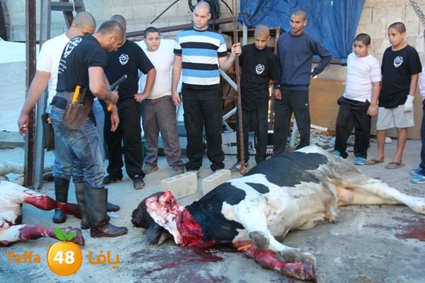 ada7y 116 n1 (32).JPG